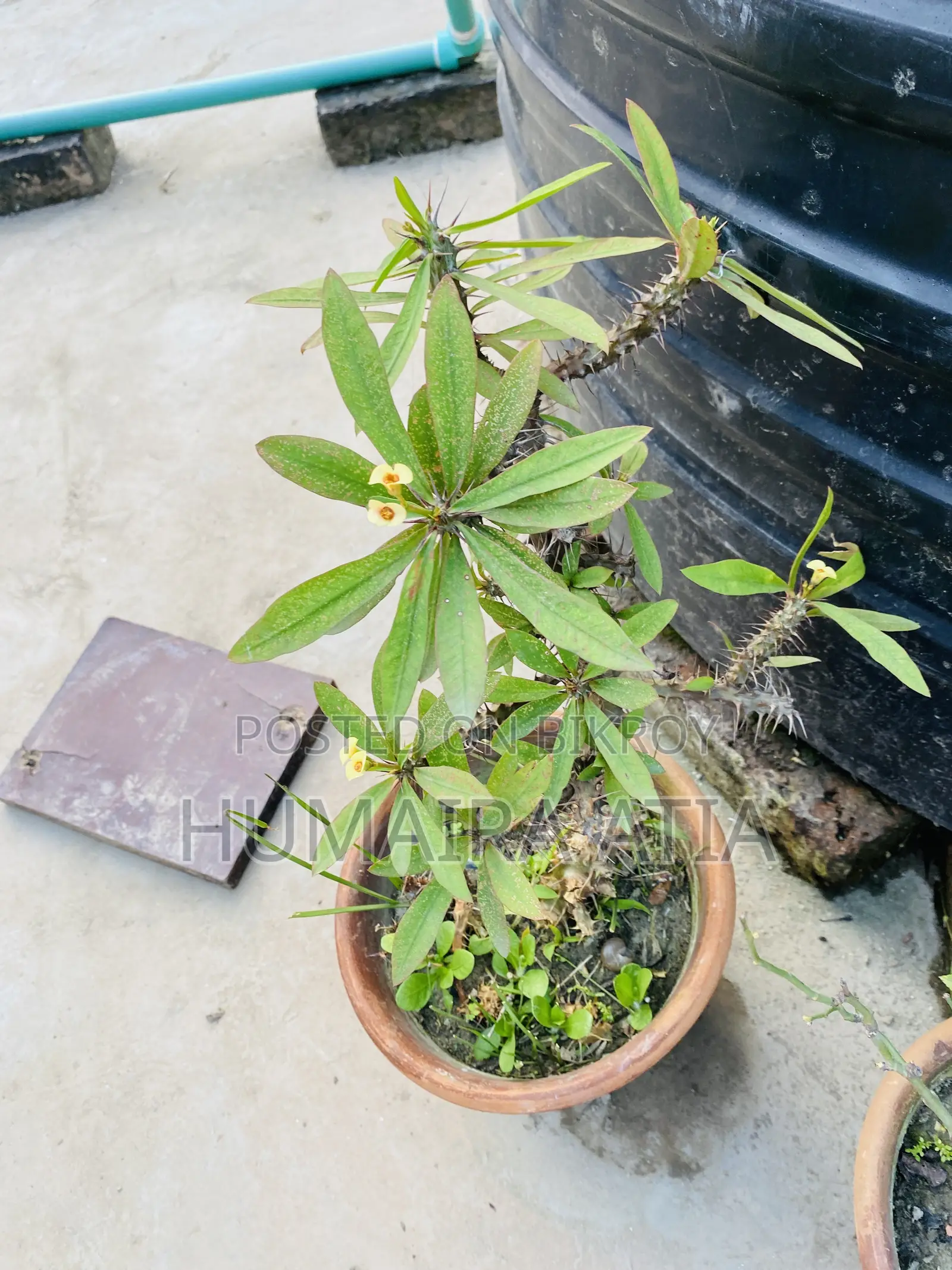 বিভিন্ন ধরণের গাছপালা