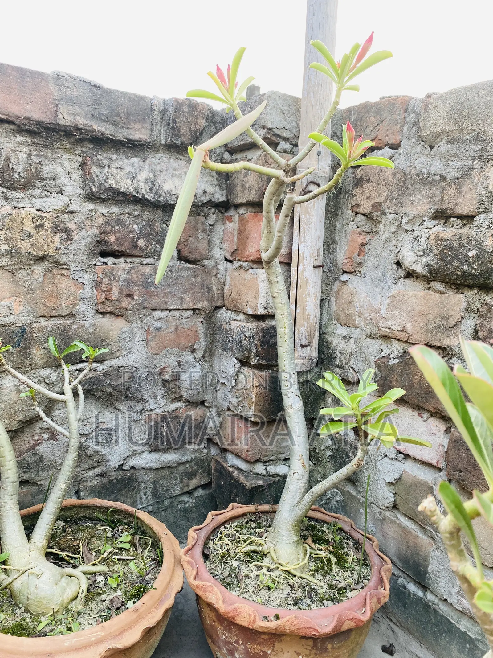 বিভিন্ন ধরণের গাছপালা