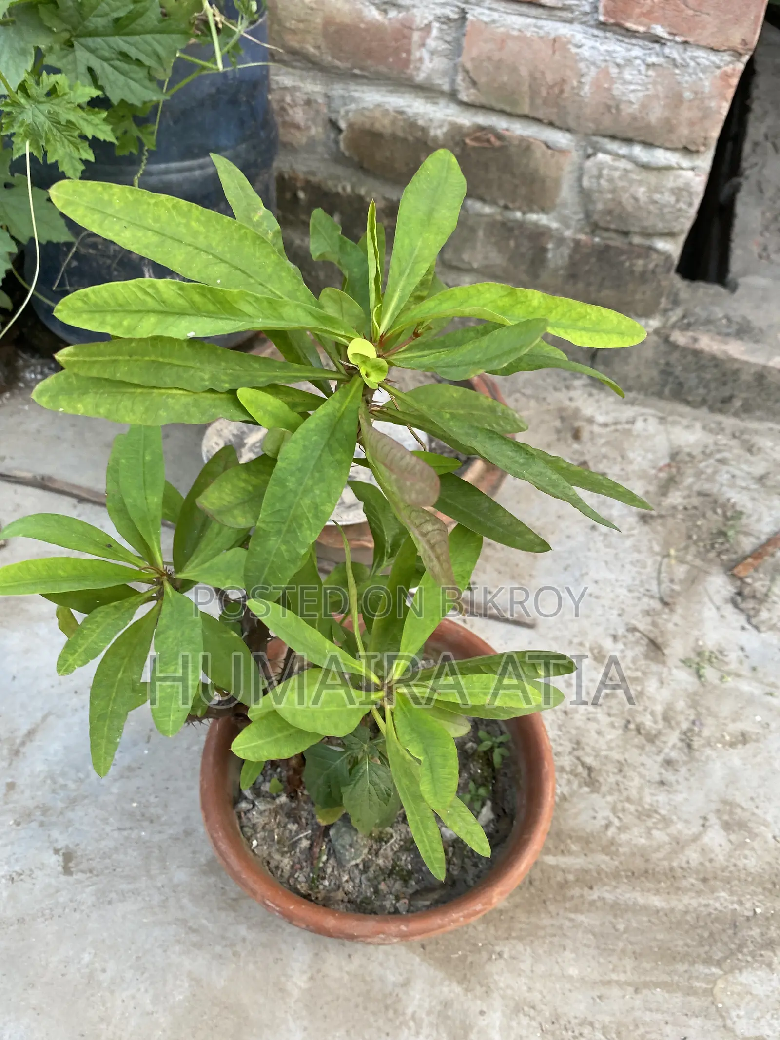বিভিন্ন ধরণের গাছপালা