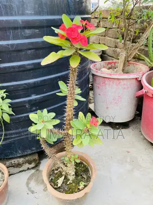 বিভিন্ন ধরণের গাছপালা