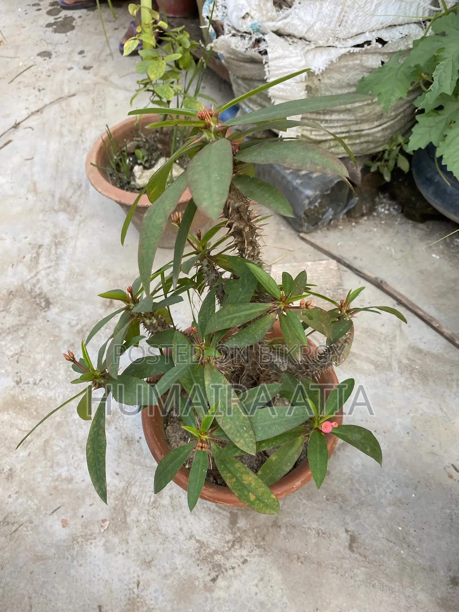 বিভিন্ন ধরণের গাছপালা
