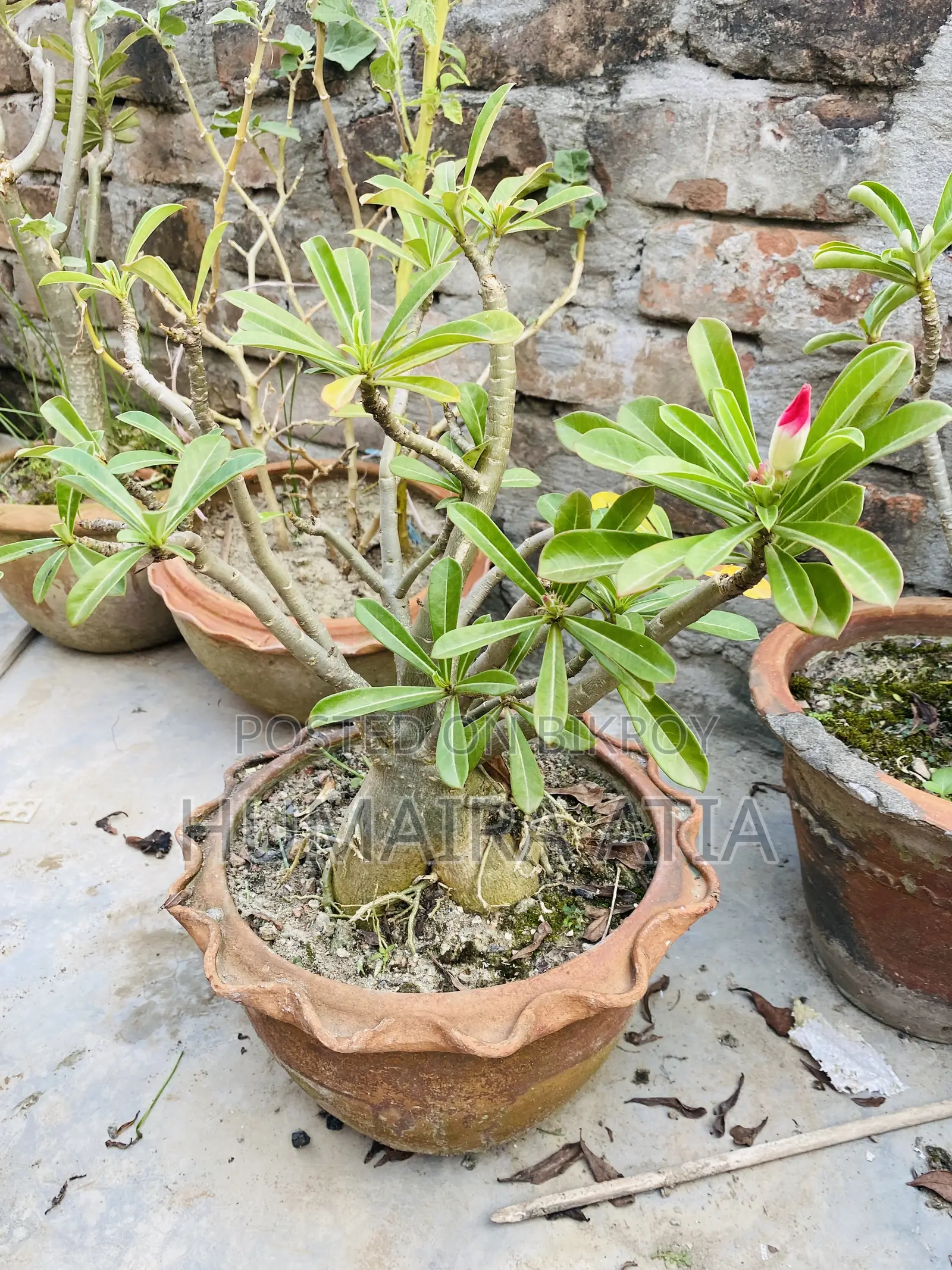 বিভিন্ন ধরণের গাছপালা