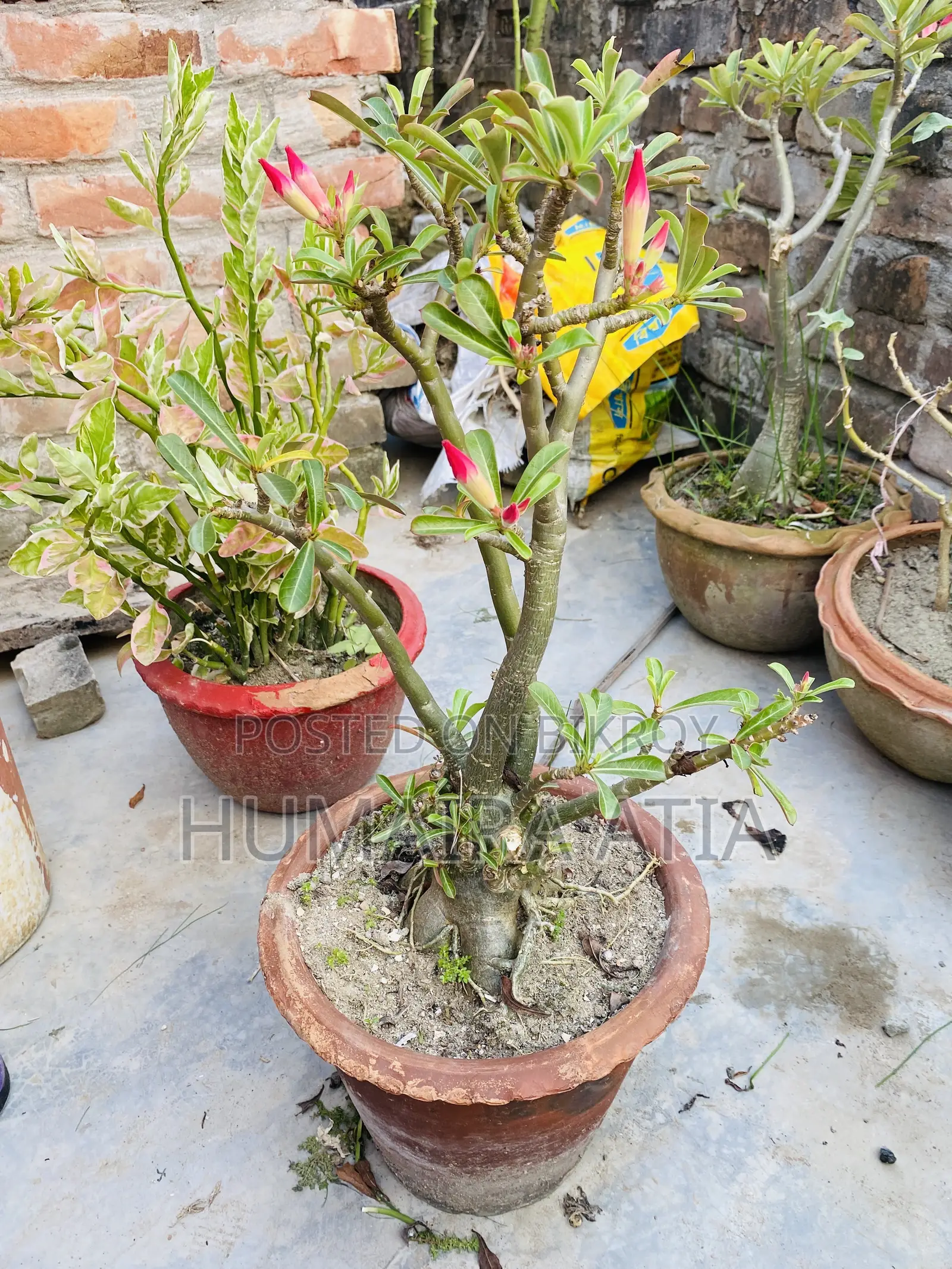 বিভিন্ন ধরণের গাছপালা