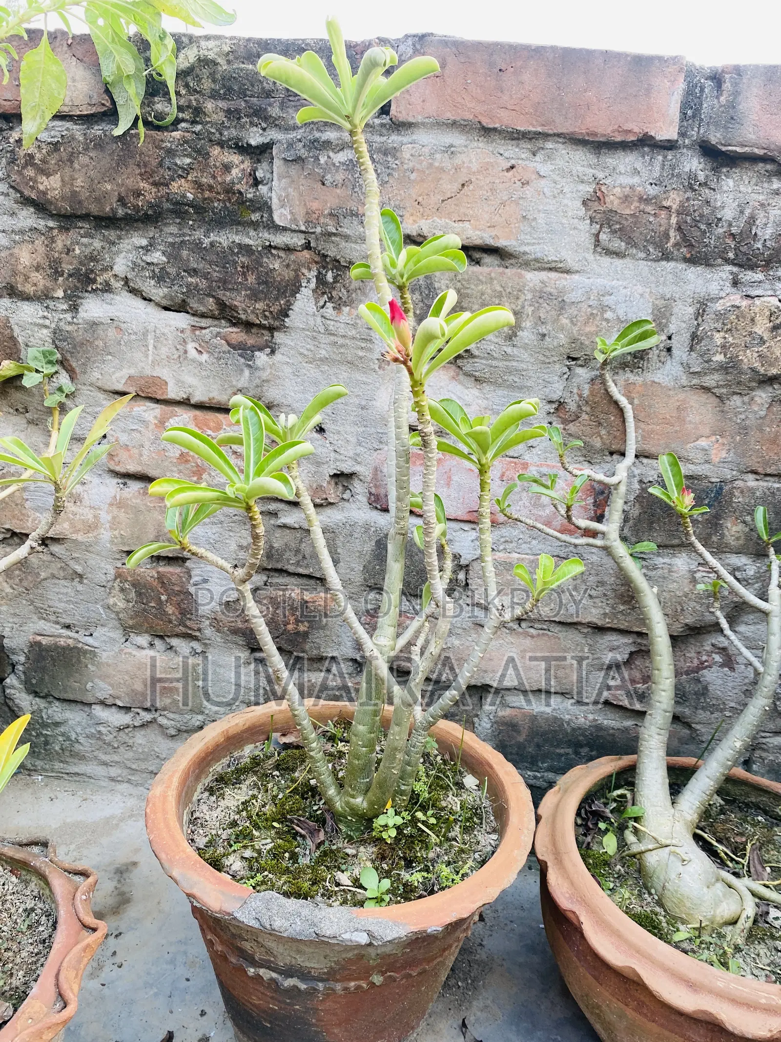 বিভিন্ন ধরণের গাছপালা
