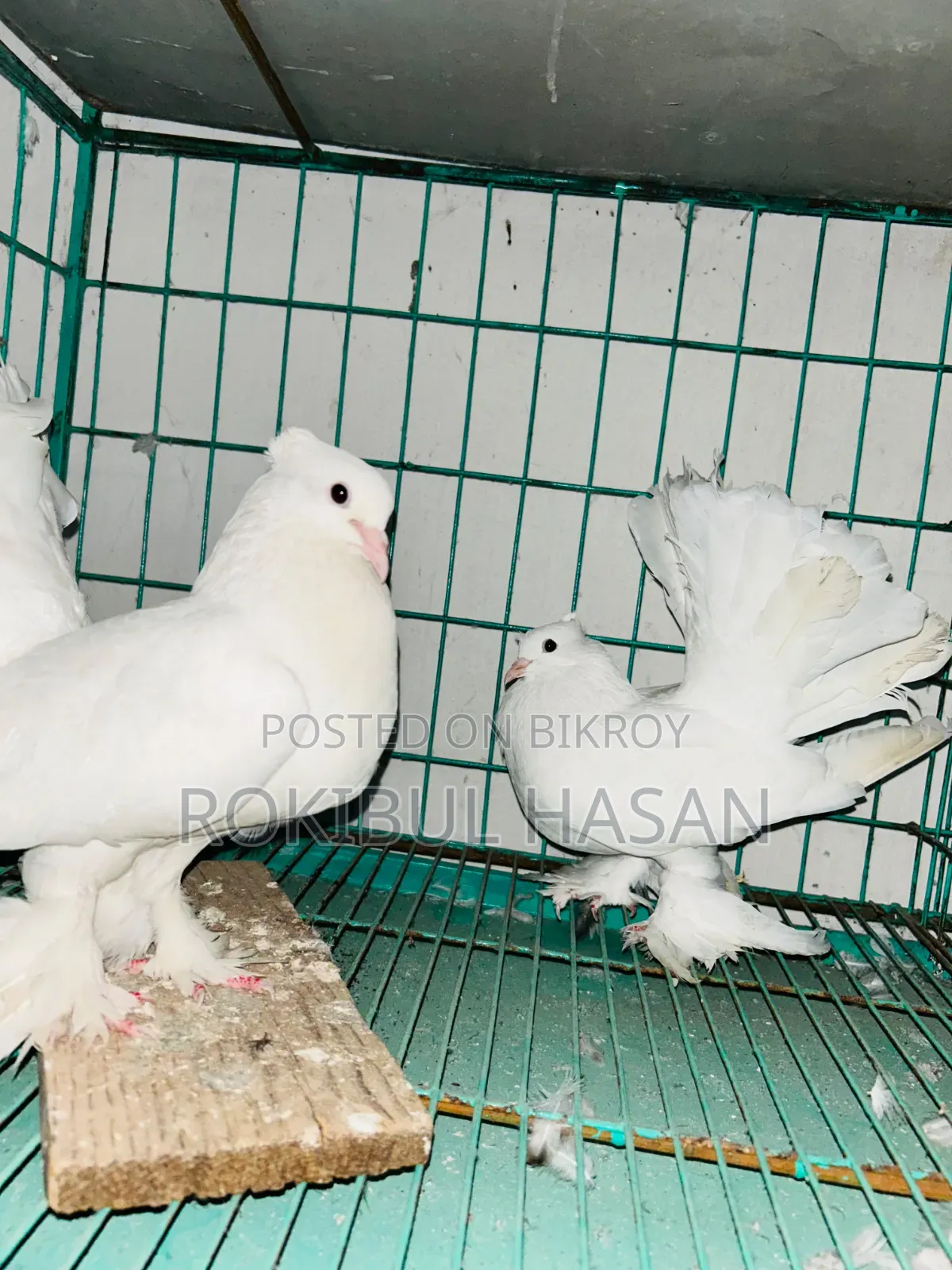 হোয়াইট লোখা