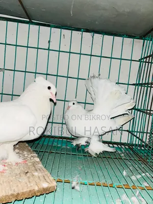 হোয়াইট লোখা