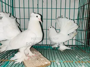 হোয়াইট লোখা