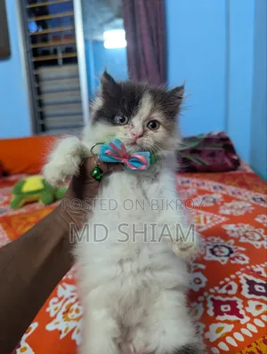 ১-৩ মাস বয়সী নারী পিওর ব্লাড পার্সিয়ান