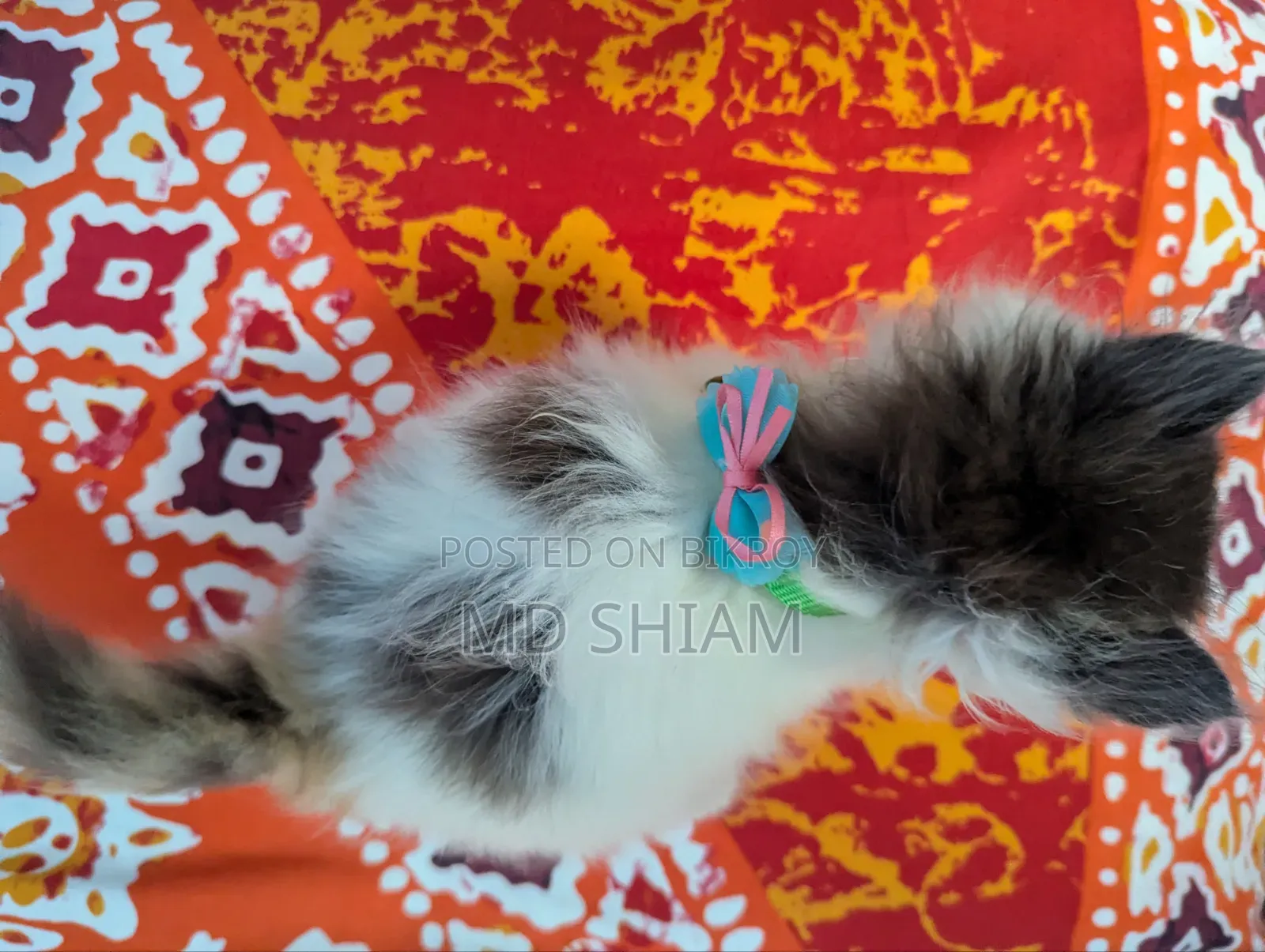 ১-৩ মাস বয়সী নারী পিওর ব্লাড পার্সিয়ান