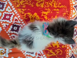 ১-৩ মাস বয়সী নারী পিওর ব্লাড পার্সিয়ান