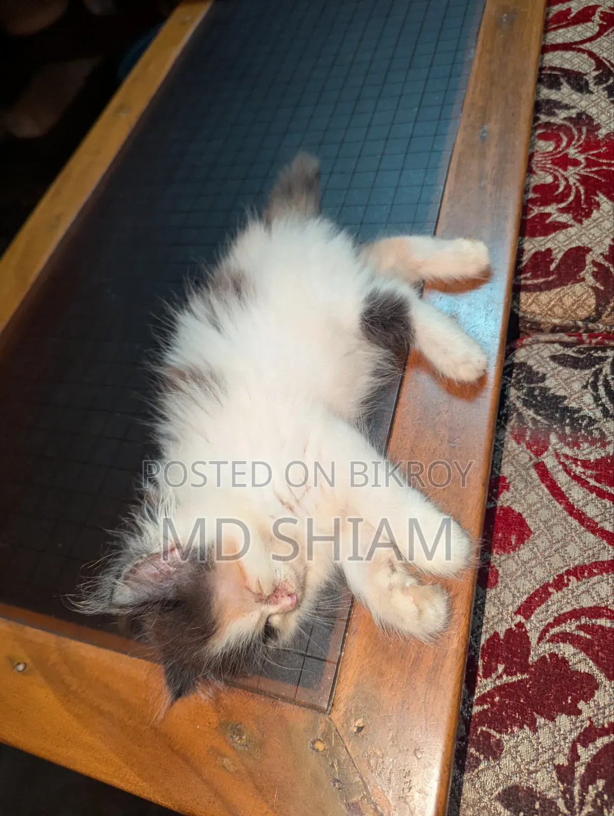 ১-৩ মাস বয়সী নারী পিওর ব্লাড পার্সিয়ান