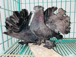ব্ল্যাক লোখা