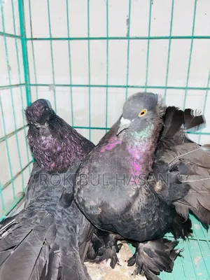 ব্ল্যাক লোখা
