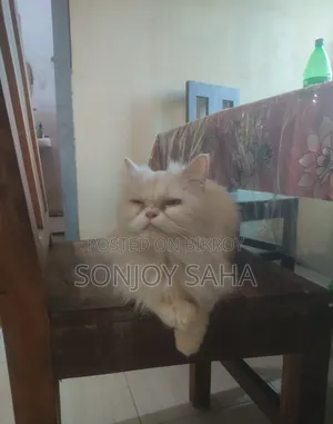 ১-৩ মাসের ফিমেল পিওরব্রেড পার্সিয়ান