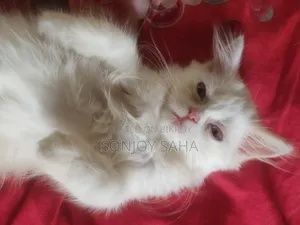 ১-৩ মাসের ফিমেল পিওরব্রেড পার্সিয়ান