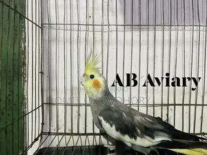 গ্রে ককাটেল মেল
