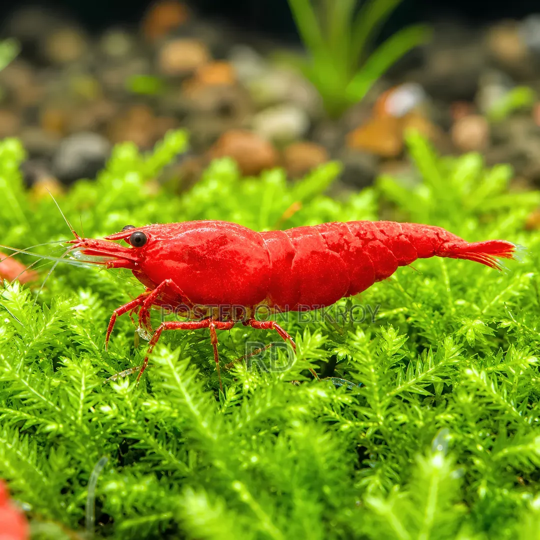 Red Cherry Shrimp