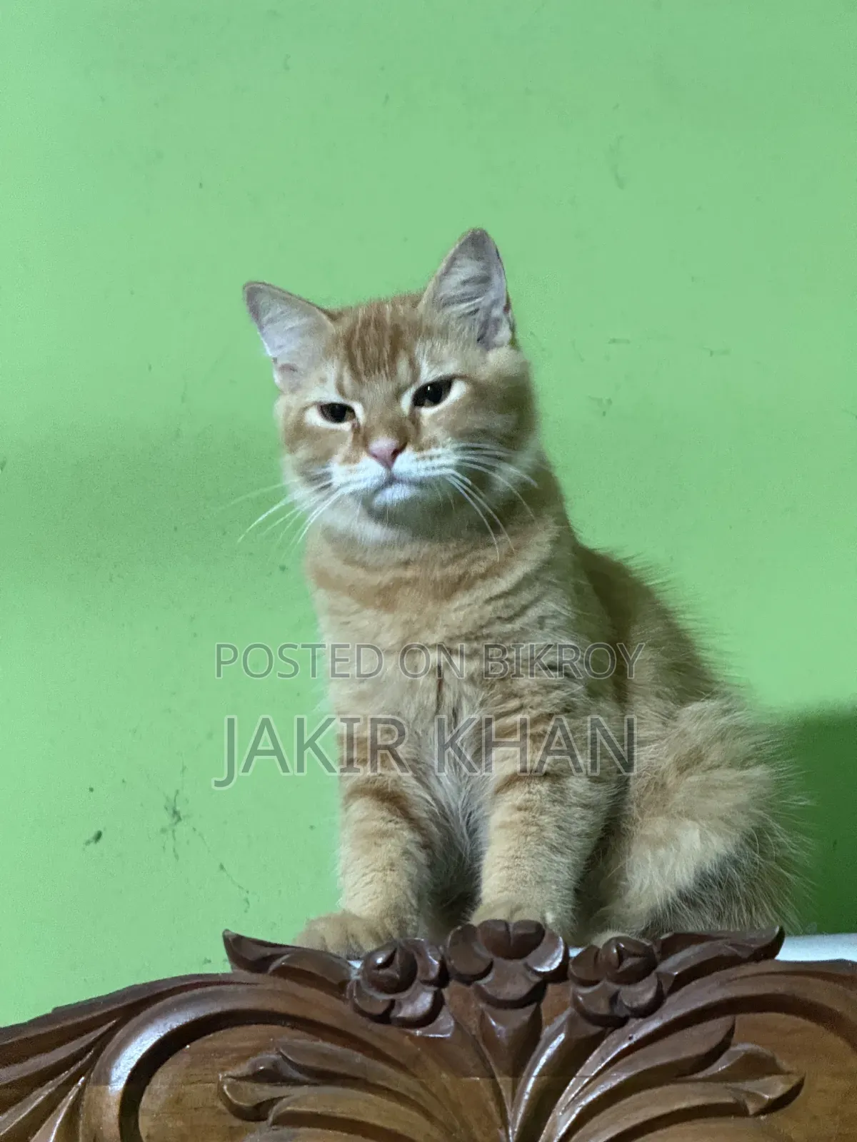 ৬-১২ মাসের নর মিক্সড ব্রিড পার্সিয়ান