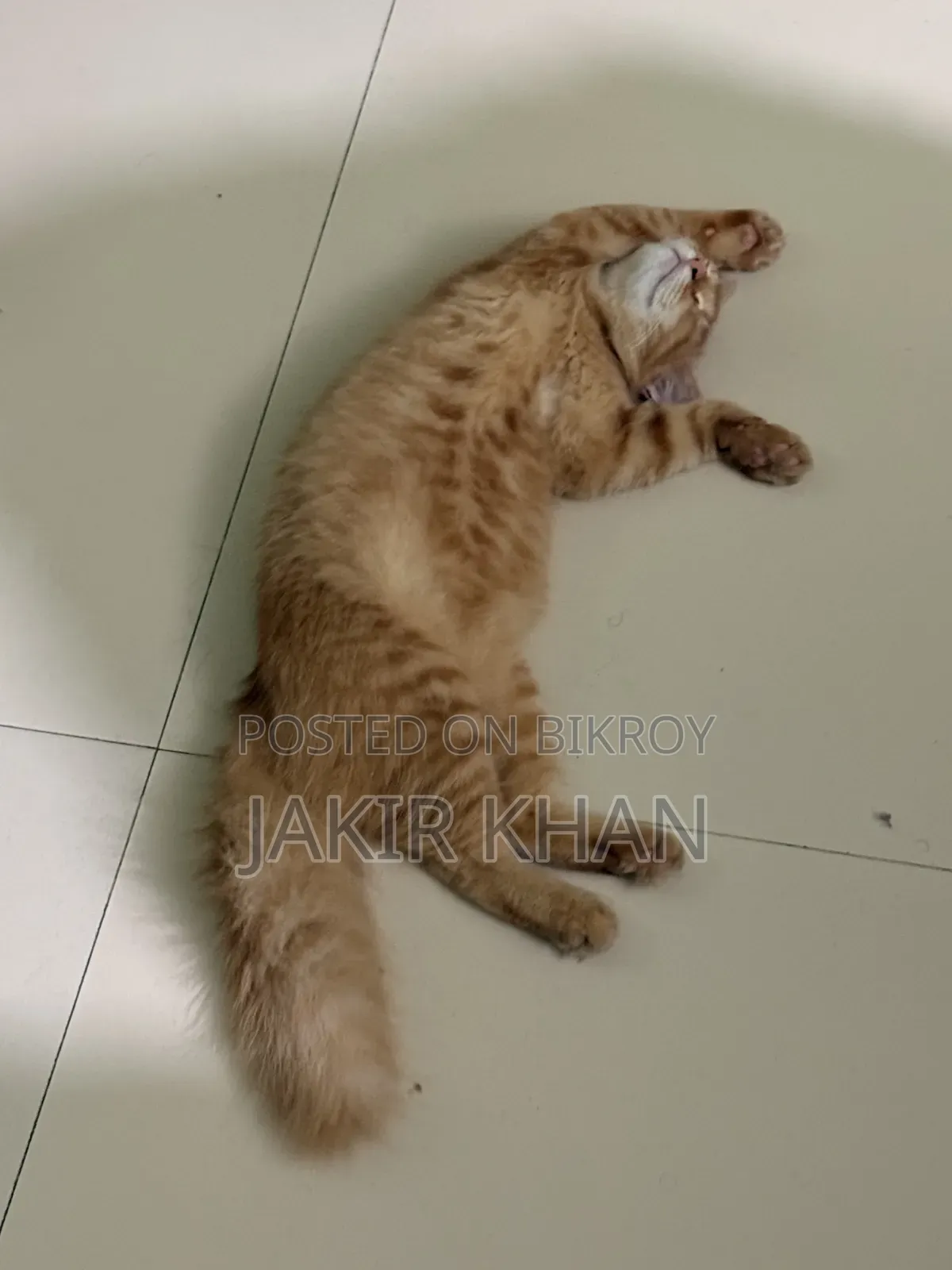 ৬-১২ মাসের নর মিক্সড ব্রিড পার্সিয়ান
