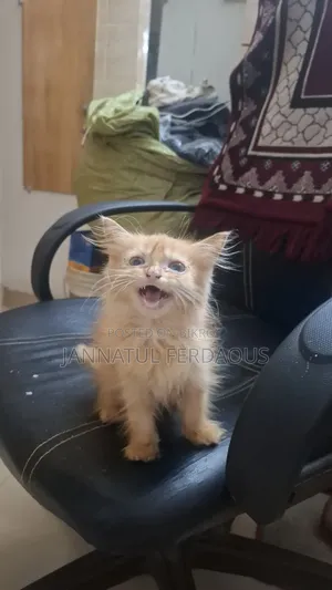 1-3 months Male Purebred Persian