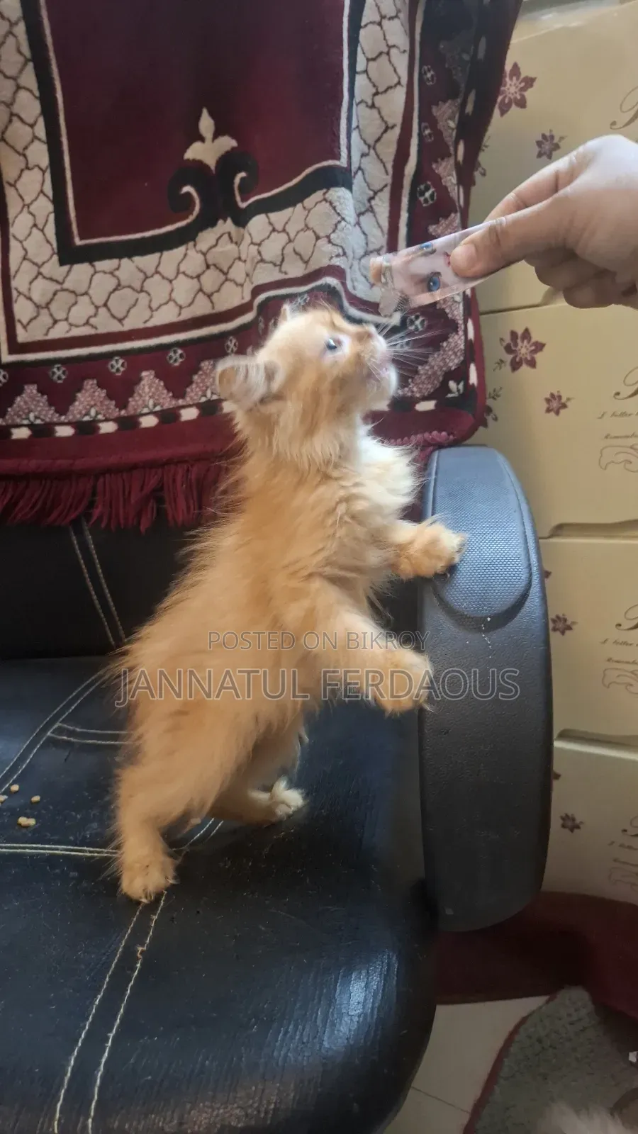 1-3 months Male Purebred Persian