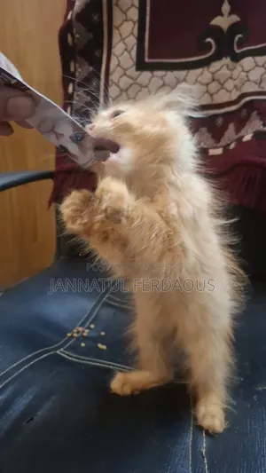 1-3 months Male Purebred Persian