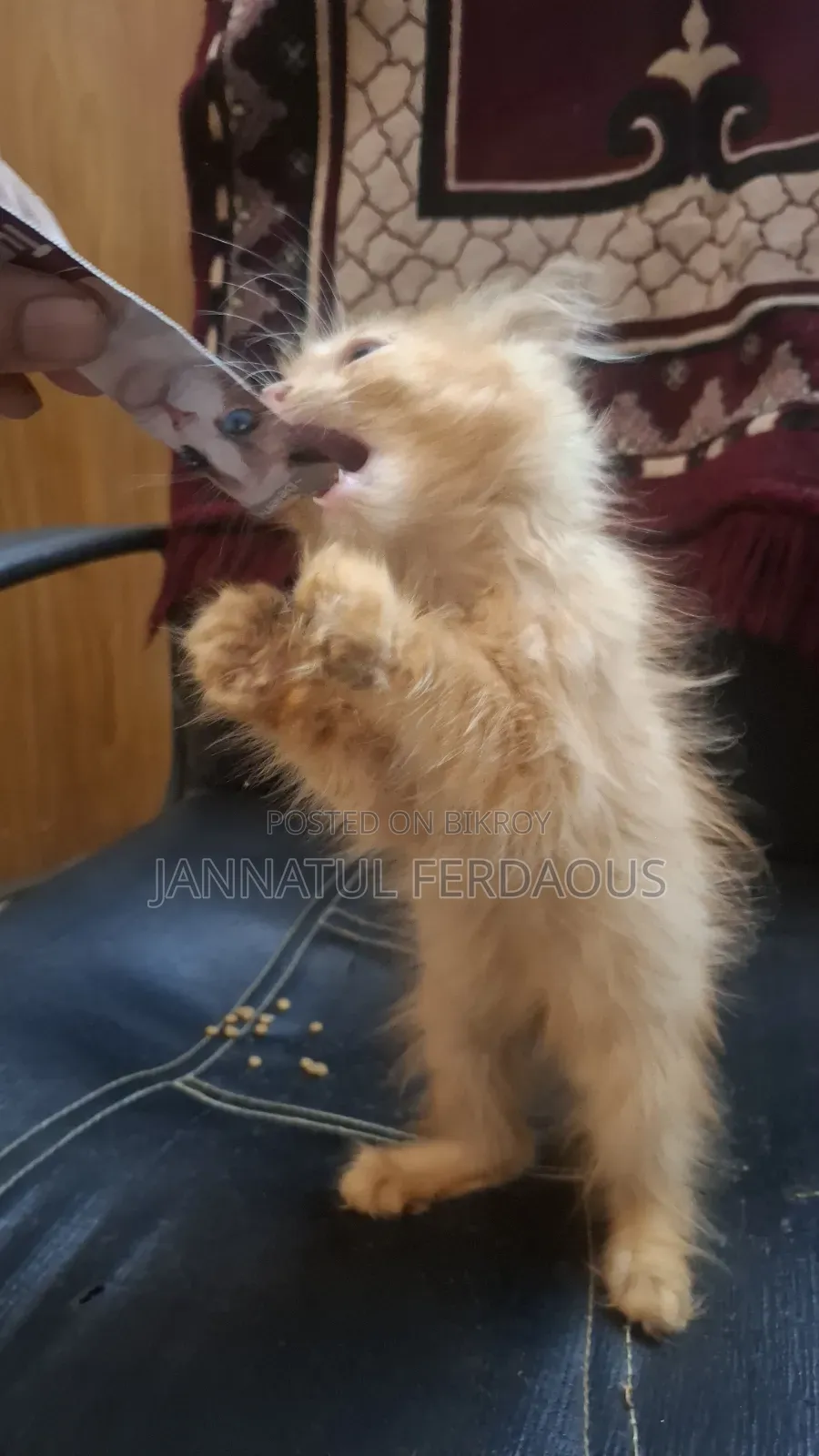 1-3 months Male Purebred Persian