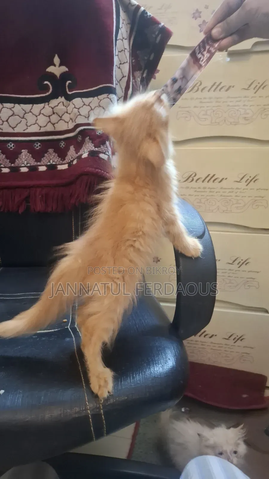 1-3 months Male Purebred Persian