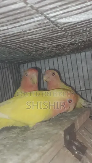 লাভ বার্ড পাখি