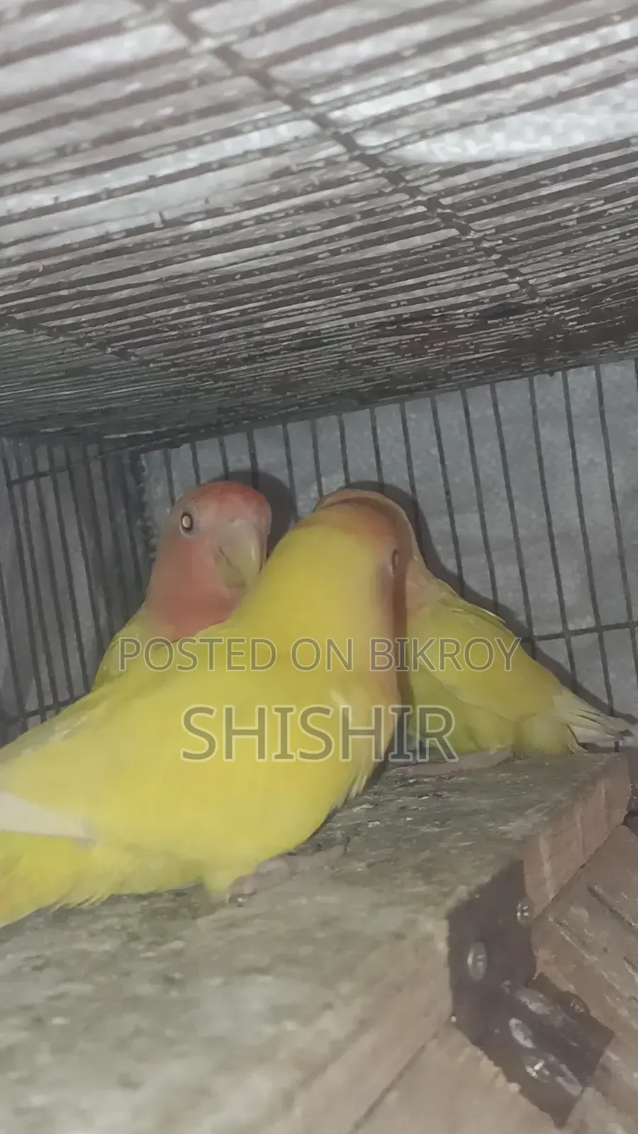 লাভ বার্ড পাখি