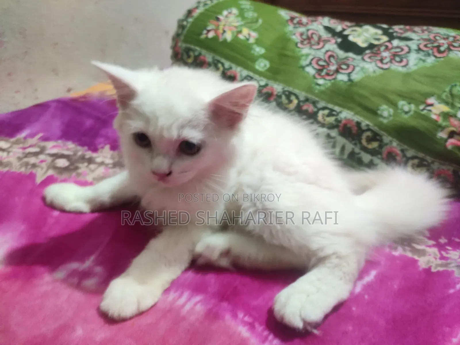 1-3 months Male Purebred Persian