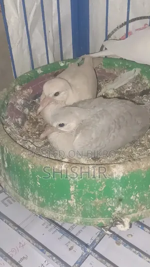 Running Dove Bird