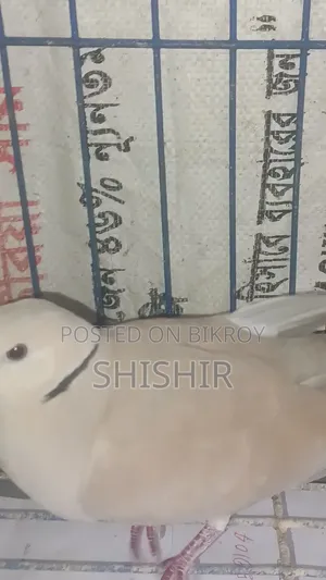 Running Dove Bird