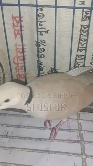 Running Dove Bird