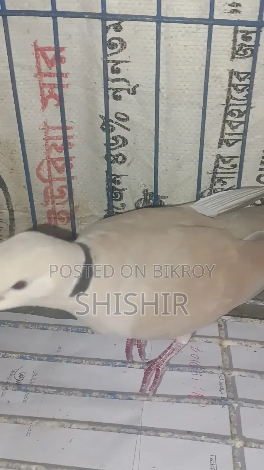 Running Dove Bird