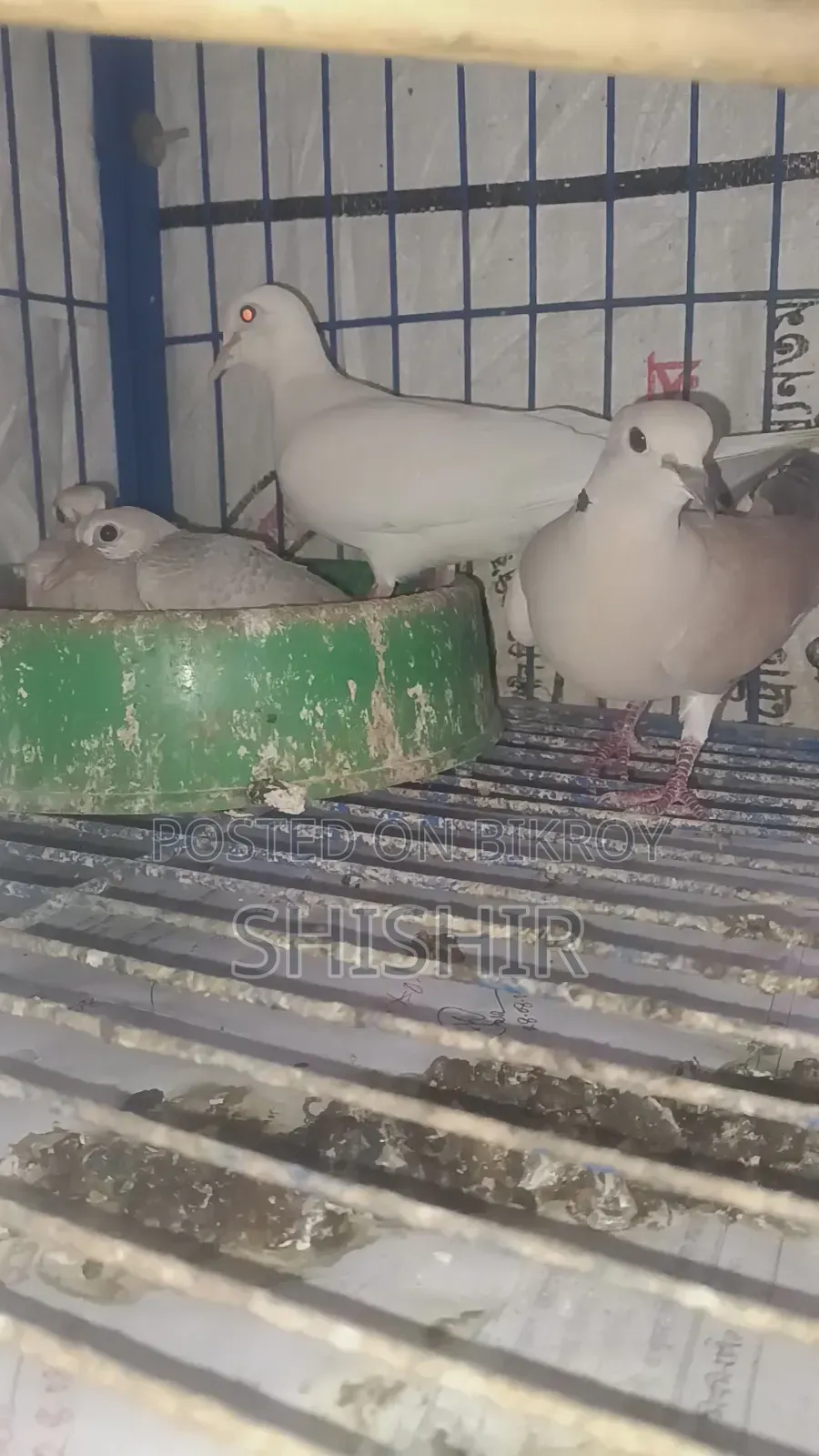 Running Dove Bird
