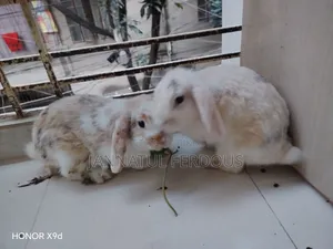 রানিং লপ জোড়া