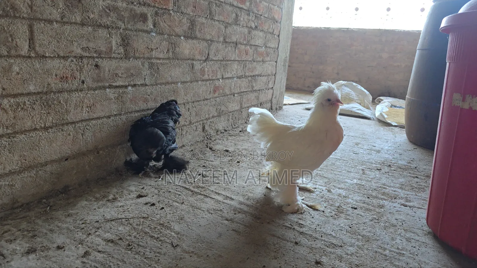 Sultan Chicken
