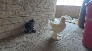 Sultan Chicken