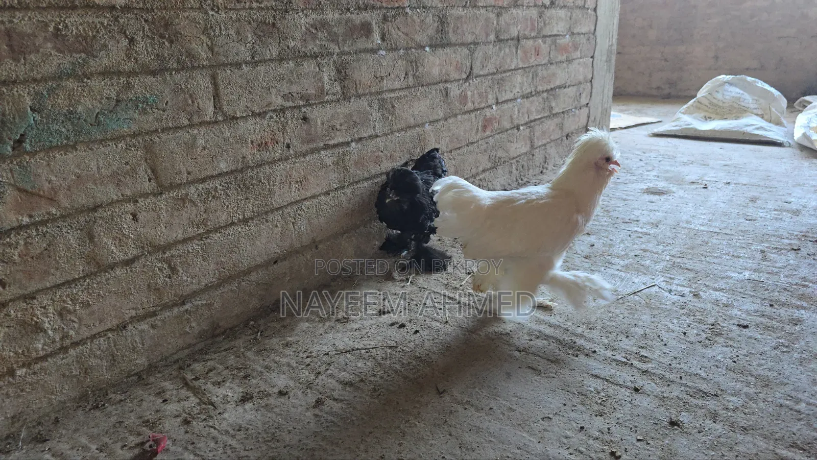 Sultan Chicken