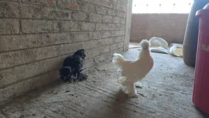 Sultan Chicken