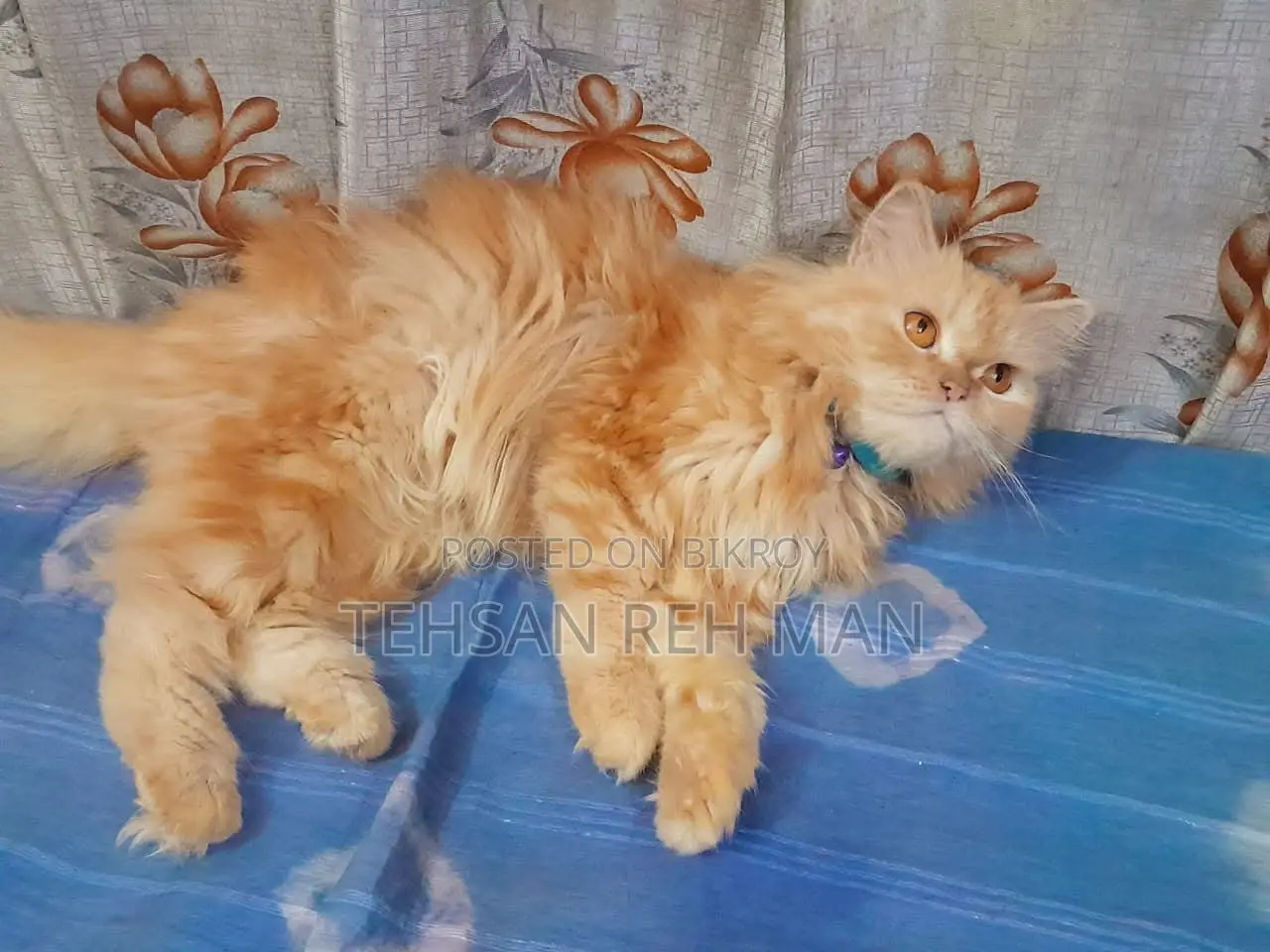1+ year Female Purebred Persian Cat