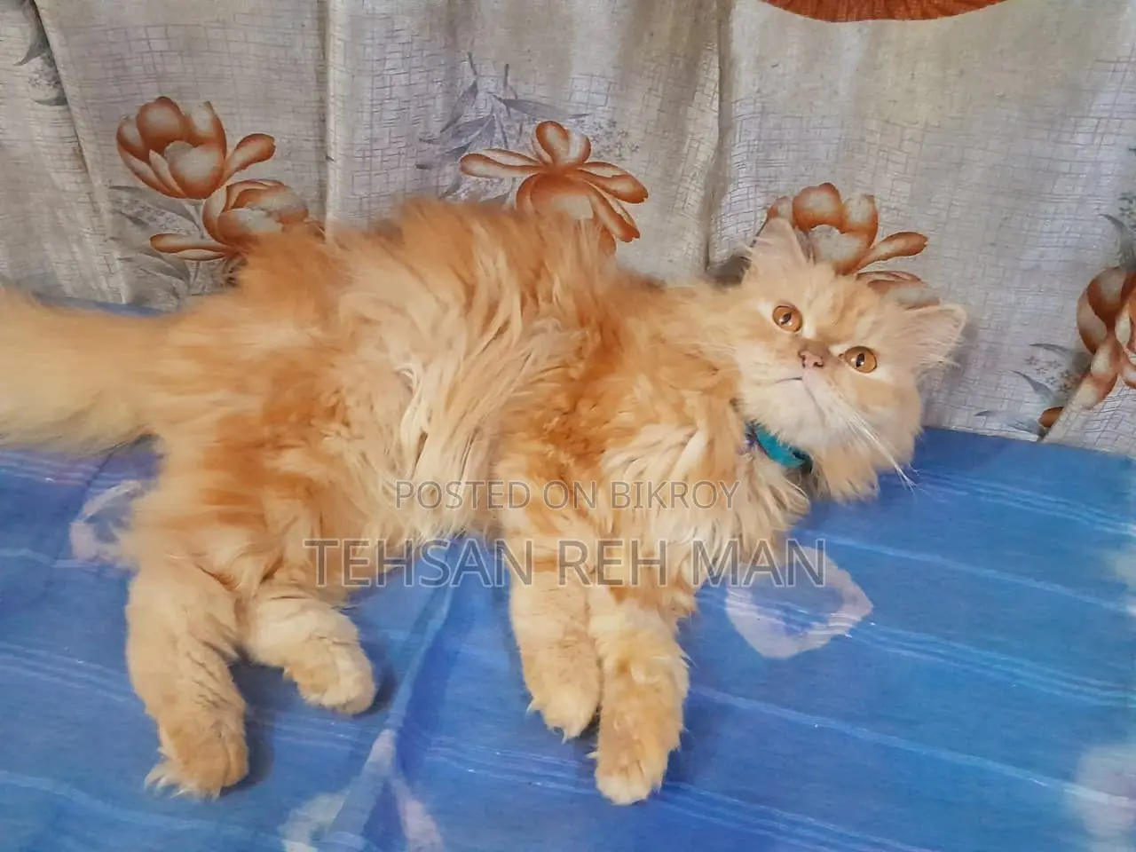 1+ year Female Purebred Persian Cat
