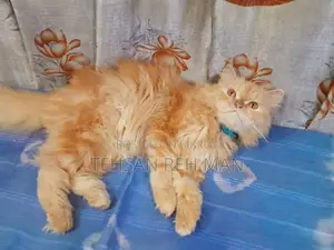 1+ year Female Purebred Persian Cat