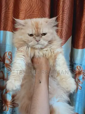 1+ year Female Purebred Persian Cat