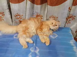 1+ year Female Purebred Persian Cat