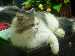 ১+ বছরের পুরুষ পিওরব্রেড পার্সিয়ান
