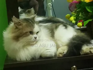 ১+ বছরের পুরুষ পিওরব্রেড পার্সিয়ান