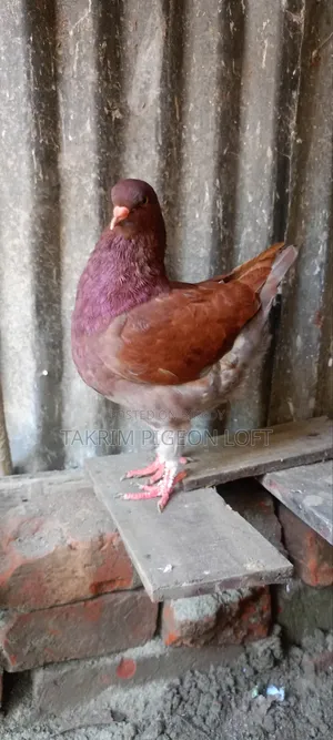 King Pigeon Adult