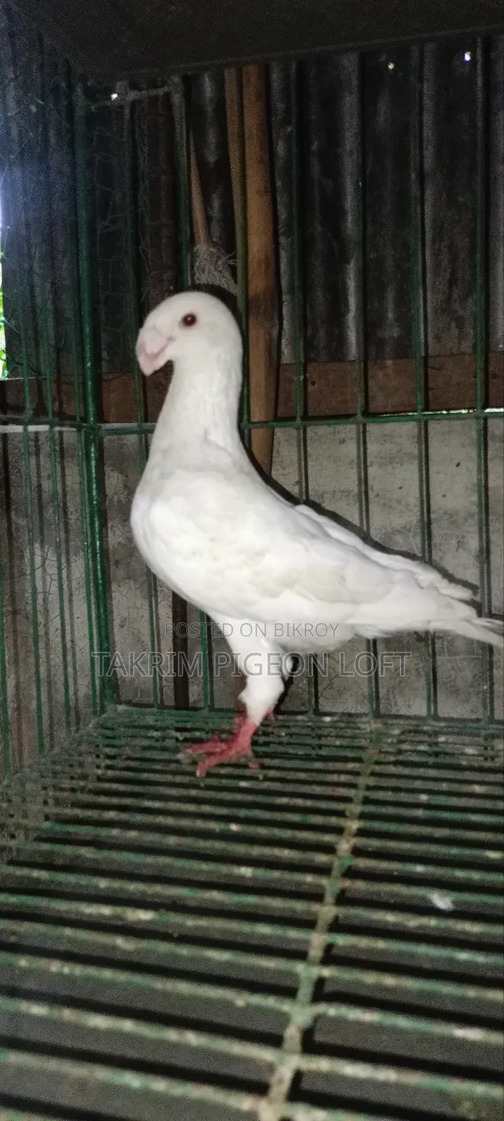 Beauty Huma Male Pigeon